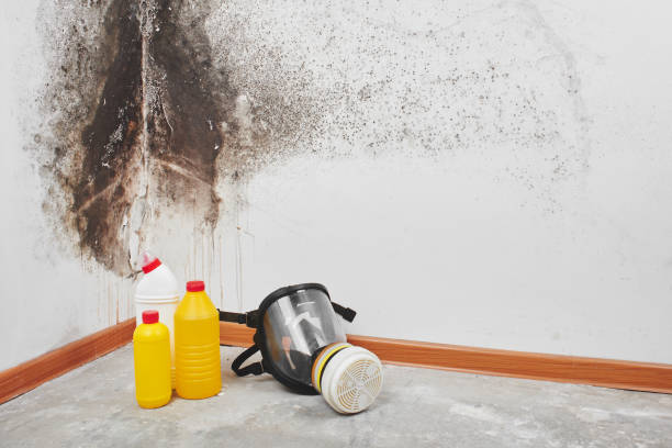 Professional Mold Removal in Dunean, SC
