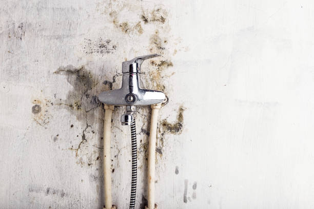 Best Fast Mold Removal  in Dunean, SC