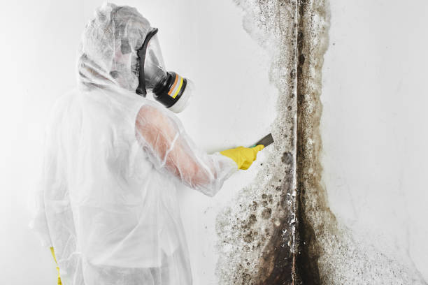 Best Certified Mold Removal  in Dunean, SC