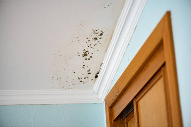 Best Mold Removal Process  in Dunean, SC